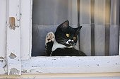 Black and white kitten waving his paw at the window
