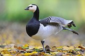 Barnacle Goose stretching in fallen leaves - France