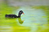 Young Moorhen on the water - France