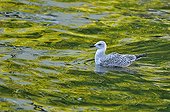 Immature herring gull on the water - Belgium 