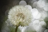 Dandelion seeds - France