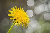 Dandelion flower - France