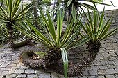 Variegated Yucca angustifolia on cobblestones - Mata Atlantica Brazil