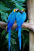 Blue and yellow Macaws - Serra Geral Mata Atlantica Brazil 