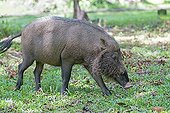 Bearded Pig in the grass - Bako Borneo Malaysia 