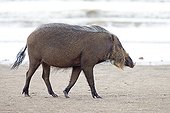 Bearded Pig on a beach - Bako Borneo Malaysia 