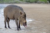 Bearded Pig on a beach - Bako Borneo Malaysia 