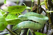 Wagler 's Pit Viper on a branch - Borneo Malaysia Bako 