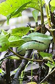 Wagler 's Pit Viper on a branch - Borneo Malaysia Bako 
