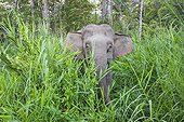 Eléphant pygmée de Bornéo dans une clairière - Malaisie