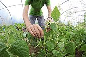 Harvest of dwarf green beans 'Oxinel' under plastic tunnel