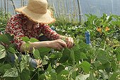 Harvest of dwarf green beans 'Oxinel' under plastic tunnel