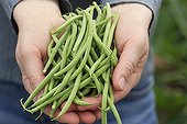 Harvest of dwarf green beans 'Oxinel' under plastic tunnel