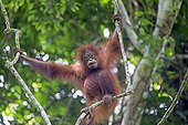 Jeune Orang-Outan de Bornéo dans les arbres - Sabah Malaisie ; Berges du fleuve Kinabatangan