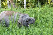 Eléphant pygmée de Bornéo - Sabah Malaisie ; Berges du Fleuve Kinabatangan