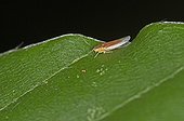 Beech Leafhopper on a Beech leaf - Denmark 