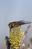 Hoverfly on a catkin - Denmark 