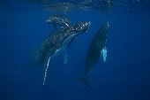 Humpback whales and young sleeping surface - Polynesia  ; Adult female and escort 