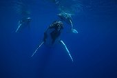 Humpback whales and young sleeping surface - Polynesia  ; Adult female and escort 