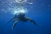 Humpback whale and young sleeping surface - Polynesia 