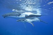 Humpback whale and young sleeping surface - Polynesia 