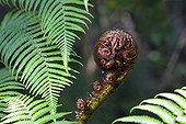 Fern crosier in forest - New Zealand