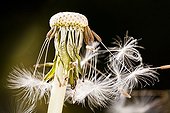 Akenes of common dandelion