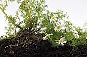 Living herbarium with german chamomile in studio