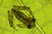 Glass frog sits atop a large leaf - Costa Rica