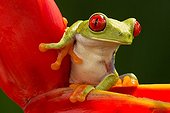 Red-eyed tree frog on Heliconia - Costa Rica