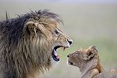 Portrait of a dominant Lion and Lioness - Masai Mara Kenya 