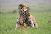 Lions mating in the savanna - Masai Mara Kenya