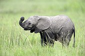 Young African elephant in savanna - Masai Mara Kenya