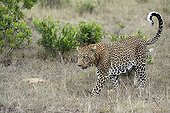 Leopard walking in savanna - Masai Mara Kenya