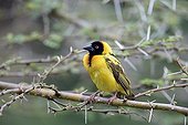 Village Weaver on a branch - Masai Mara Kenya 