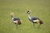 Crowned Cranes in the savanna - Masai Mara Kenya 