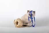 Half Persian blue point kitten playing with tape and string  ; Age: 6 weeks