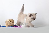 Half Persian blue point kitten playing with tape and string  ; Age: 6 weeks