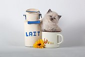 Half Persian blue point kitten in a cup and milk jug  ; Age: 6 weeks