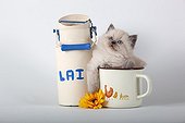 Half Persian blue point kitten in a cup and milk jug  ; Age: 6 weeks