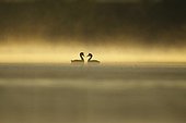 Great Crested Grebes on parade at dawn - Offendorf Alsace France