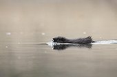 Young Nutria crossing a river - Offendorf Alsace France 
