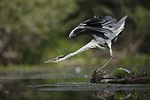 Grey Heron stretching on bank - Offendorf Alsace France 
