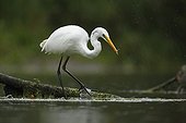 Great Egret fishing in the rain - Offendorf Alsace France 