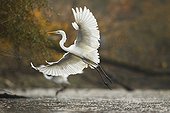 Great Egret flying away in autumn - Offendorf France