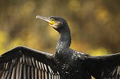 Great Cormorant drying in autumn - Offendorf France