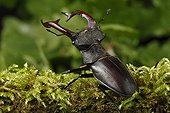 Stag beetle on moss - Alsace France 