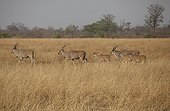 Herd of Eland  - South Luangwa  Zambia