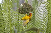 Golden weaver on newly constructed nest - Kenya
