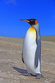 King penguin on the shore - Falkland Islands 